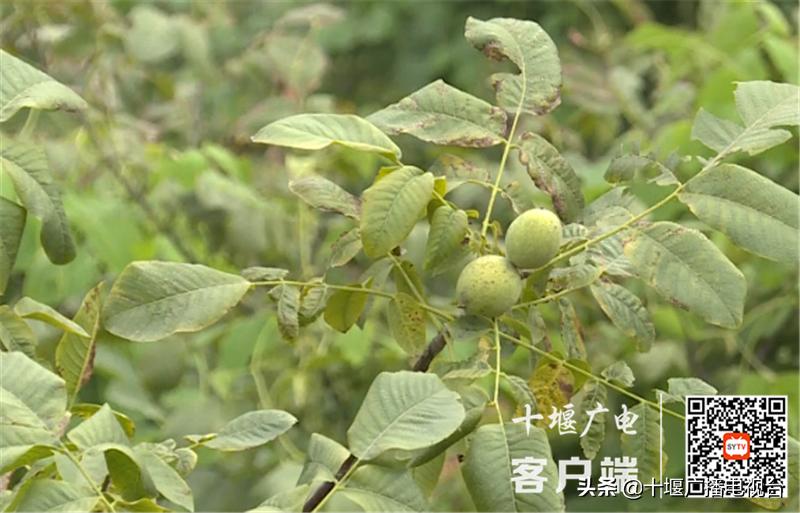 郧西县文化广电体育和旅游局新项目，地方文化繁荣与旅游发展助推器