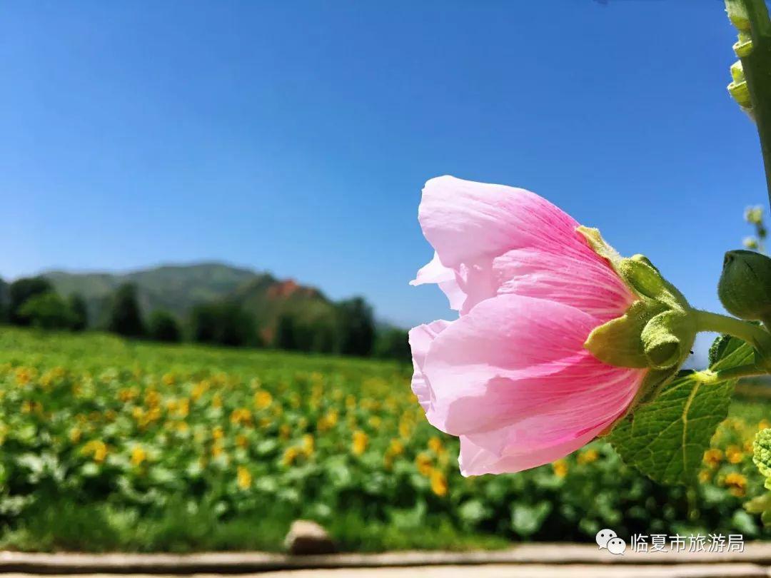 向阳镇未来繁荣新蓝图，最新发展规划揭秘